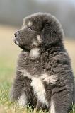 DOGUE DU TIBET 767
